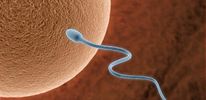 Ученые создали сперматозоиды из клеток кожи