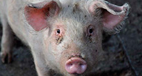 Ахиллесова пята вируса африканской чумы свиней