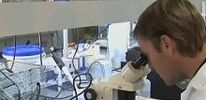 Китайские ученые генетически модифицировали эмбрион